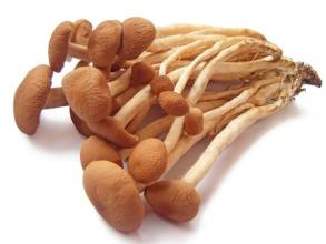 عصاره Cylindracea Agrocybe