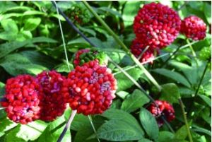 عصاره Notoginseng