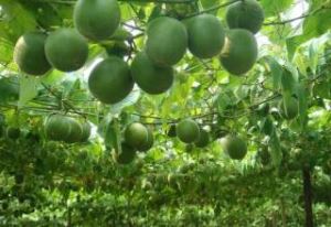 عصاره Momordicae Fructus