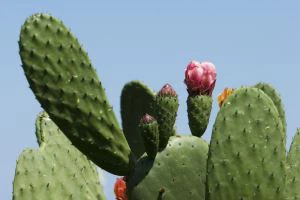 عصاره کیک پودر کادو کاکتوس آبمیوه نارنجی گلابی Nopal کاکتوس عصاره کاکتوس گلابی پریکری پودر کاکتوس