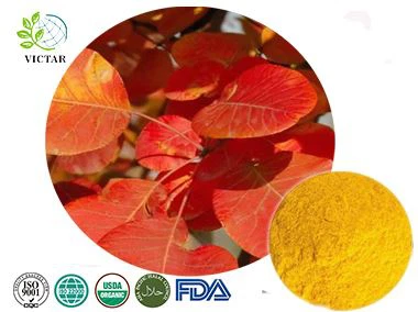 Fisetin 98% ,Cotinus Extract
